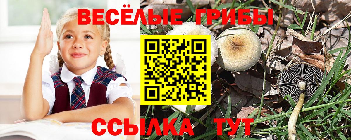 Псилоцибиновые грибы прущие грибы Элиста